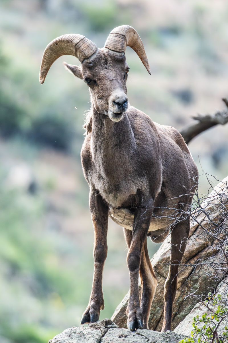 Mountain Goat Over I-70